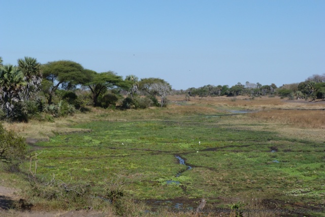 La rivière Katuma ressemble plus à un marécage qu'à une rivière