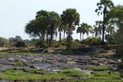Des dizaines d'hippopotames s'agglutinent dans ce qui reste d'eau