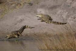 Le parc de Katavi a la plus forte densité en crocodiles