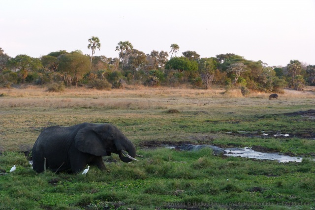 La rivière transformée en marécage est une véritable oasis pour de nombreux animaux