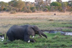 Cet énorme éléphant tente de se frayer un chemin dans ces marécages