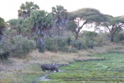 De bon matin, les hippopotames sont toujours en quête de nourriture