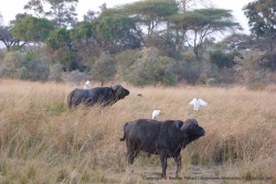 Buffles accompagnés de leurs blanches aigrettes