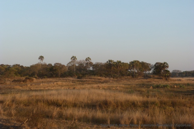 Les impalas se remarquent à peine dans la savane aux tons mordorés
