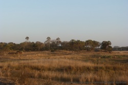 Les impalas se remarquent à peine dans la savane aux tons mordorés