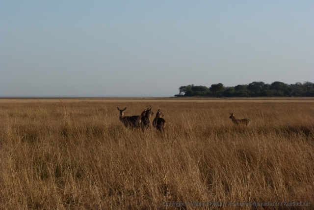 Un petit groupe de waterbucks interpellés par notre présence2_0618-081342