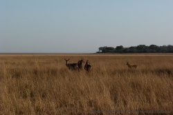 Un petit groupe de waterbucks interpellés par notre présence2_0618-081342