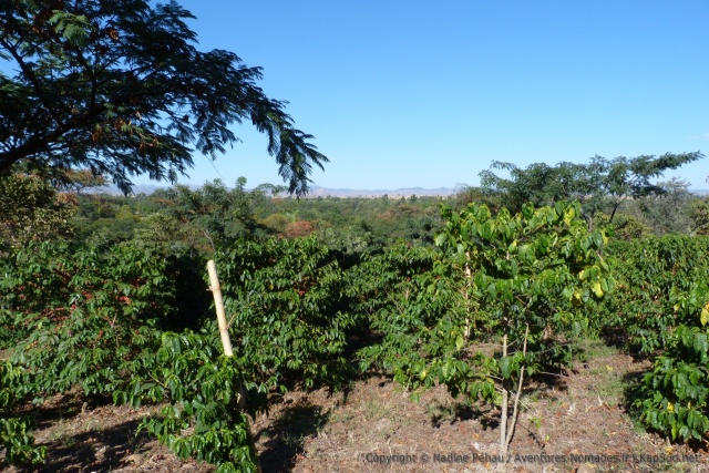 Plantation de café avec vue sur le Grand Rift