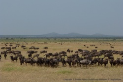 3ème partie - Tanzanie : Du Serengeti au Lac Victoria
