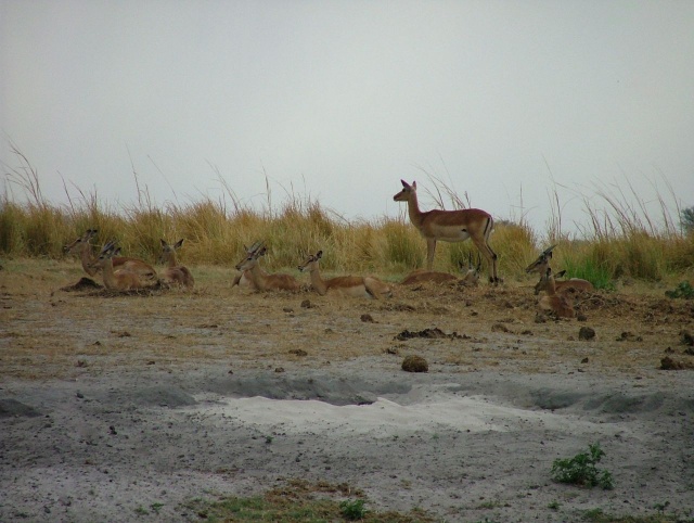 afs_2008_1109(006)