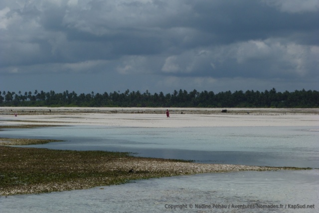 Cocotiers et sable fin au rendez-vous pour cette superbe plage de Pongwe