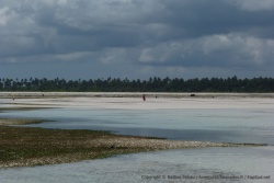 Cocotiers et sable fin au rendez-vous pour cette superbe plage de Pongwe