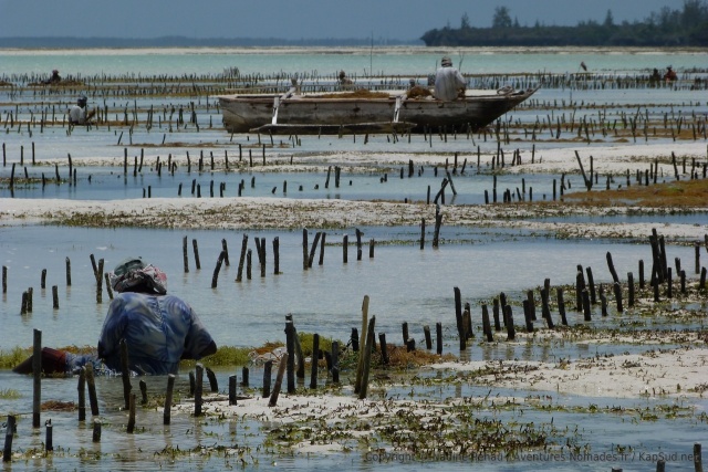 Les hommes et les femmes doivent rester des heures et des heures dans l'eau pour prendre soin de ces précieuses algues