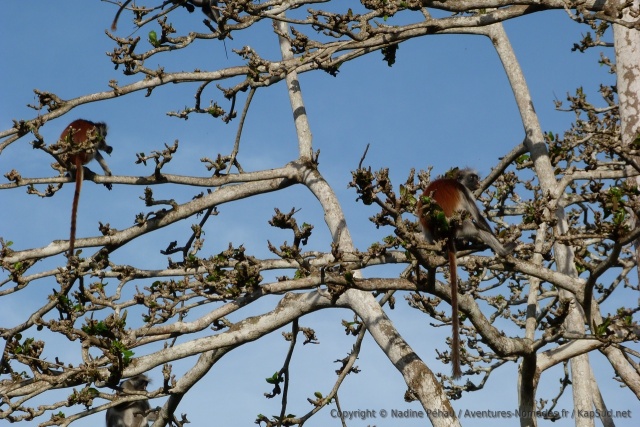 Collobes à tête rouge, endémiques à Zanzibar