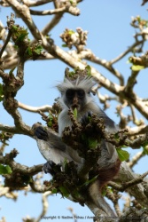 Avec leur tête hirsute, ces petits singes sont particulièrement attachants