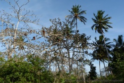 Toute une colonie de collobes bais habitent dans la forêt de Jozani