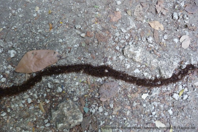 Les fourmis légionnaires et leur organisation militaire très impressionnante