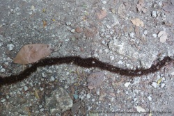 Les fourmis légionnaires et leur organisation militaire très impressionnante