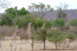 Un troupeau de girafes nous accueille dans la réserve de Sélous