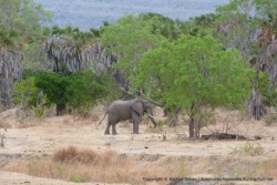 Notre premier éléphant du Sélous