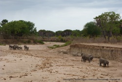 Un troupeau d'éléphants à la recherche de leur ration d'eau quotidienne