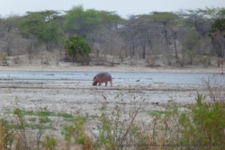 Un hippopotame impatient part déjà à la recherche de pâturages