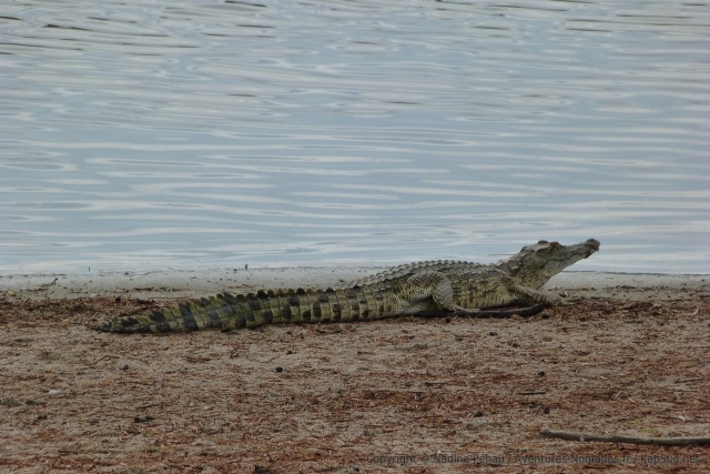 Un crocodile tente de prendre son bain de soleil matinal