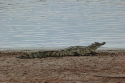 Un crocodile tente de prendre son bain de soleil matinal
