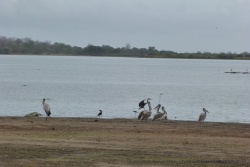 De nombreux oiseaux sont présents autour du lac Tagala