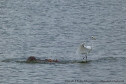 Une héron blanc tente de surfer sur le dos d'un hippopotame
