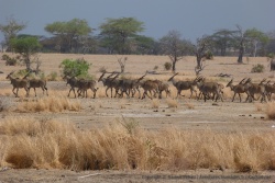 Un gros troupeau d'élans du Caps déboulent devant nous