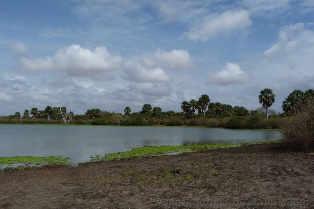 Les berges du lac sont riches d'une végétation foisonnante avec de superbes palmiers