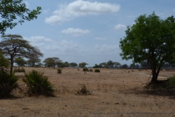 Dès qu'on s'éloigne du lac, la savane d'acacias reprend le dessus