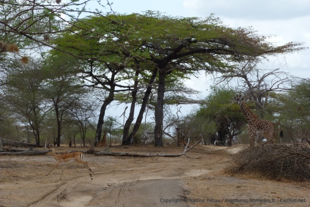La piste traverse de jolies forêts d'acacias, mets favori des girafes