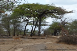 La piste traverse de jolies forêts d'acacias, mets favori des girafes