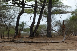 Une girafe couchée ce n'est pas un spectacle courant, sa copine semble monter la garde