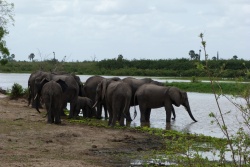 Groupe d'éléphants tout heureux de pouvoir boire sans peine