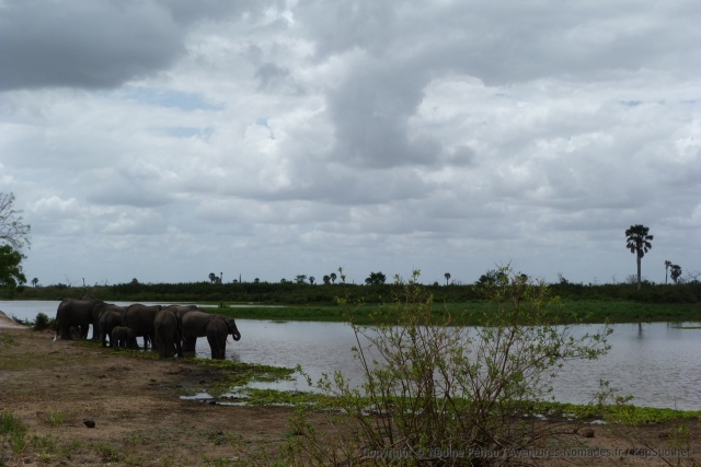 Vision de carte postale d'un groupe d'éléphants se désaltérant dans le Sélous