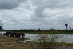 Vision de carte postale d'un groupe d'éléphants se désaltérant dans le Sélous