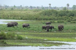 A boire et à manger, c'est le paradis pour les éléphants