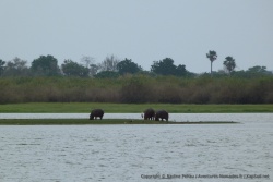 Comme les nuages couvrent le ciel, les hippopotames peuvent sortir de l'eau sans crainte