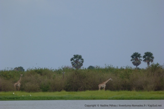 Girafes vagabondant parmi les palmiers
