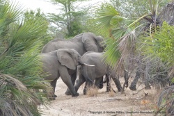 Les troupeaux d'éléphants ont toujours la priorité, même quand ils coupent la route !