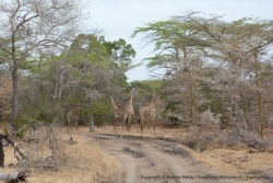 Beaucoup de girafes dans la réserve de Sélous, pour notre plus grand bonheur