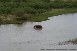 En fin de journée, un hippopotame se prépare à sa virée nocturne