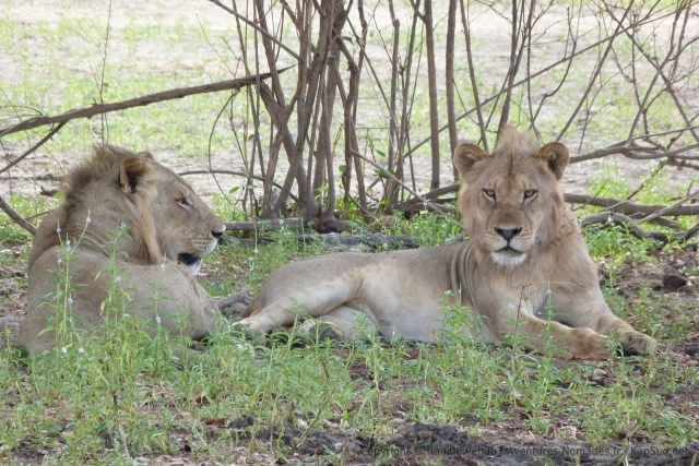 La crinière naisante montre que ces lions sont à un âge charnière