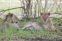La crinière naisante montre que ces lions sont à un âge charnière
