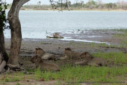 Même s'il n'y a plus grand chose sur la carcasse, les lions ne sont pas prêts de lâcher leur trophée