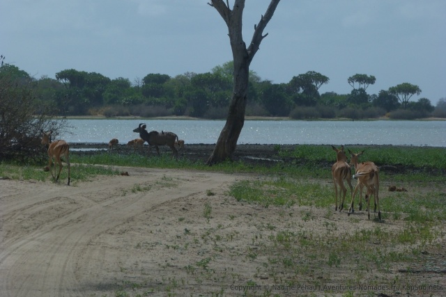 L'eau attire tous les animaux à la ronde