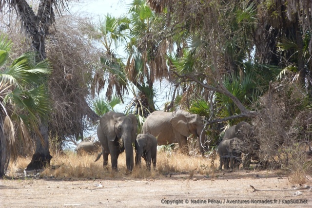 Petit troupeau d'éléphants, surpris en plein déjeuner